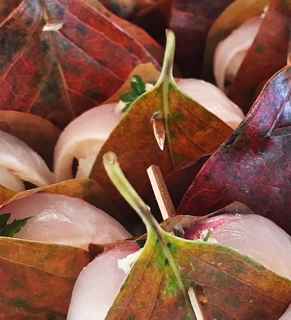 10月 柿の葉寿司